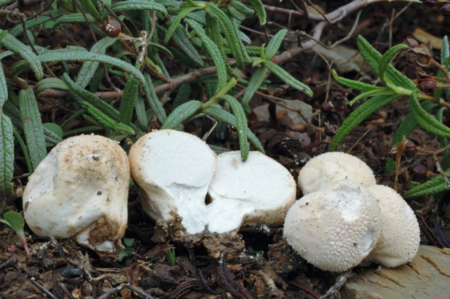 Bovista e/o Lycoperdon?